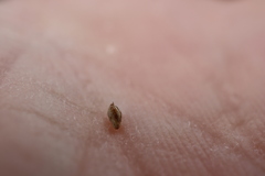 Panicum philadelphicum philadelphicum