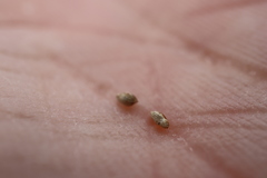 Panicum philadelphicum philadelphicum