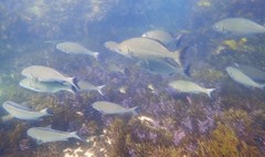 Kyphosus sydneyanus