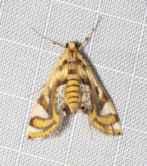 Margarosticha repetitalis
