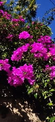 Bougainvillea