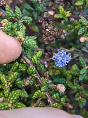 Ceanothus impressus