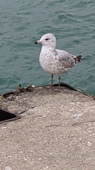 Larus delawarensis