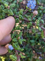 Ceanothus impressus