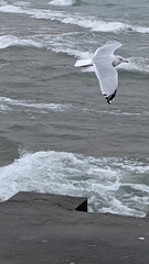 Larus delawarensis