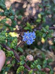 Ceanothus impressus