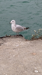 Larus delawarensis
