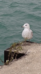 Larus delawarensis