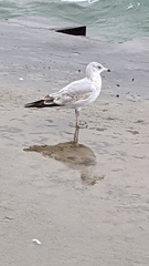 Larus delawarensis