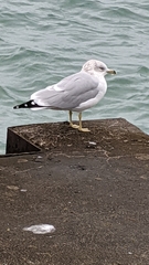 Larus delawarensis