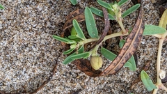 Euphorbia polygonifolia