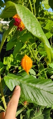 Momordica charantia