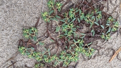 Euphorbia polygonifolia