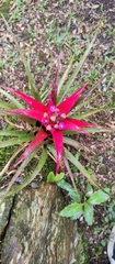 Aechmea recurvata