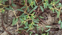 Euphorbia polygonifolia