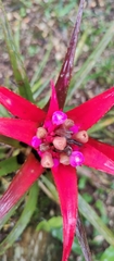Aechmea recurvata
