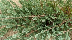 Juniperus horizontalis