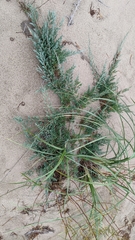 Juniperus horizontalis