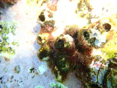 Parablennius intermedius