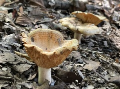 Lactarius