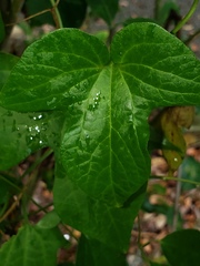 Aristolochia pentandra