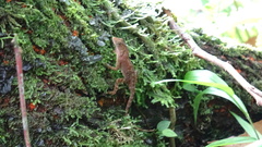 Anolis marsupialis