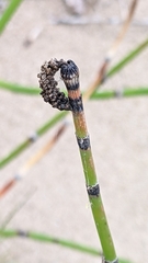 Equisetum
