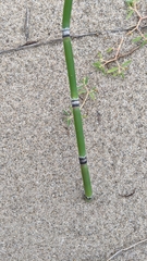 Equisetum