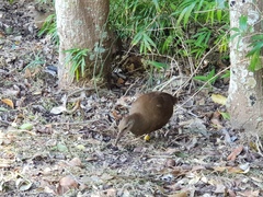 Gallirallus sylvestris