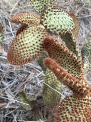 Opuntia microdasys