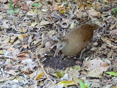 Gallirallus sylvestris