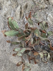 Opuntia microdasys