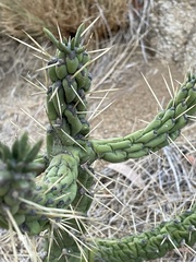 Austrocylindropuntia