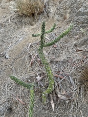 Austrocylindropuntia