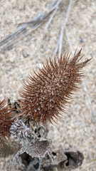 Xanthium strumarium