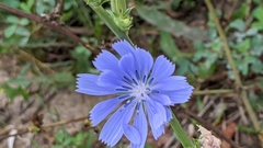Cichorium intybus