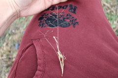 Panicum philadelphicum philadelphicum