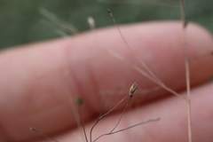 Panicum philadelphicum philadelphicum