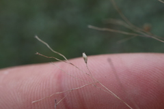 Panicum philadelphicum philadelphicum
