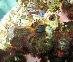 Parablennius intermedius