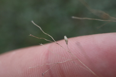 Panicum philadelphicum philadelphicum