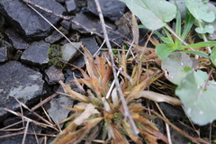Panicum philadelphicum philadelphicum
