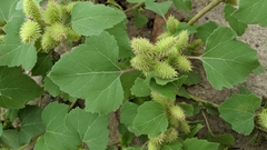 Xanthium strumarium