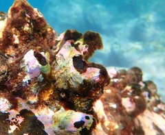 Parablennius intermedius