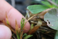 Panicum philadelphicum philadelphicum