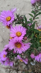 Symphyotrichum novae-angliae
