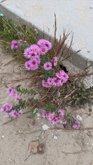 Symphyotrichum novae-angliae