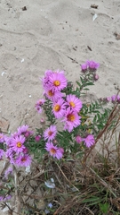 Symphyotrichum novae-angliae