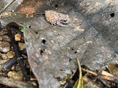 Craugastor stejnegerianus