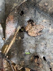 Craugastor stejnegerianus